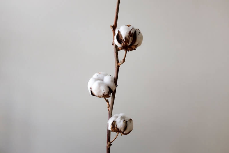 Une fleurs de coton, matière idéale à tricoter quand les températures se réchauffent